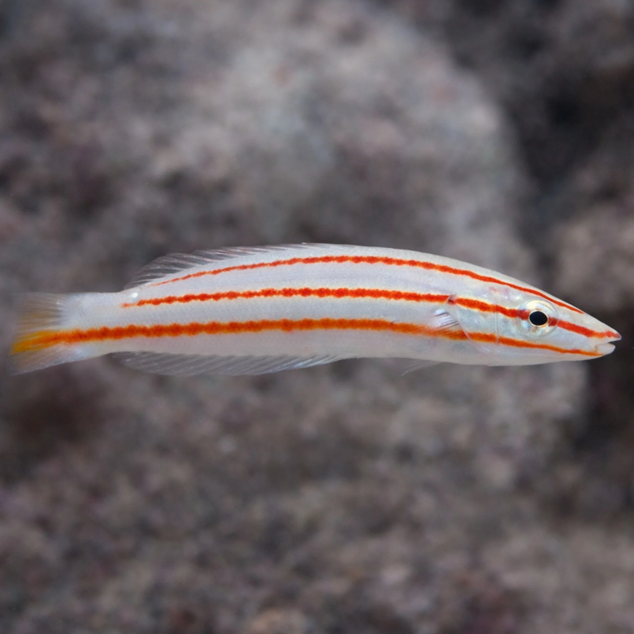 Marine Fish
