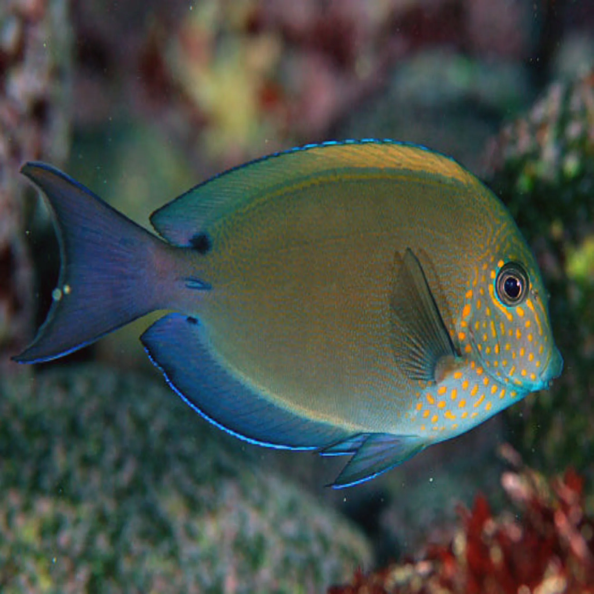Tangs