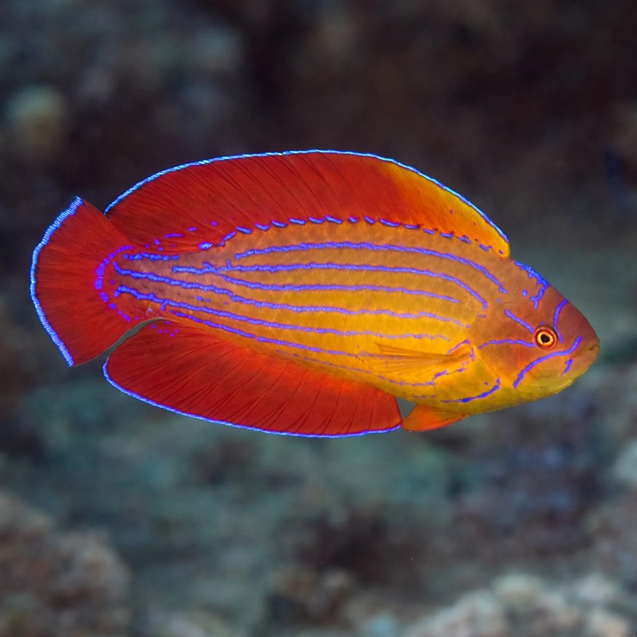 Reef Safe